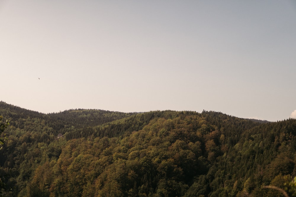 green trees on mountain under white sky during daytime