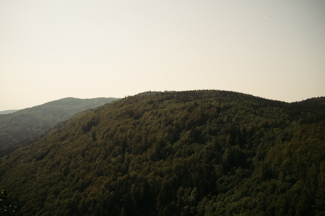 green trees on mountain under white sky during daytime