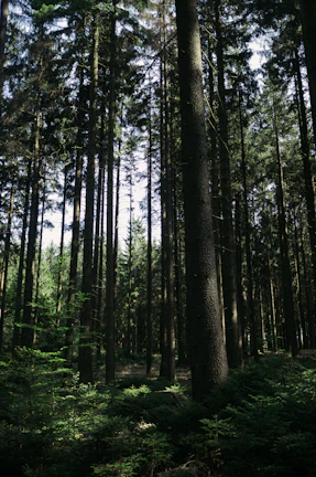 Close-up of a dense European forest with sunlight filtering through tall pine trees.