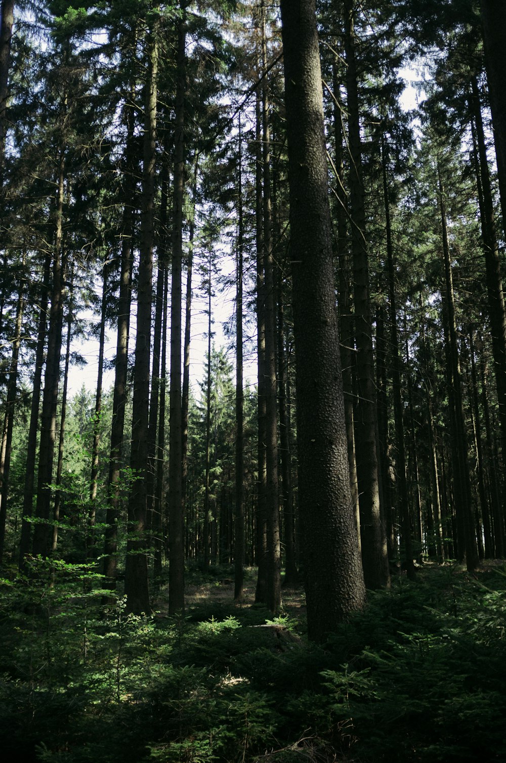 green trees and plants during daytime