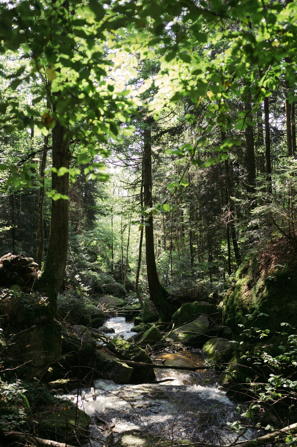 green trees and river during daytime