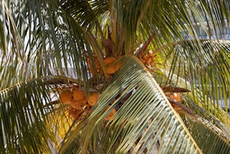 green palm tree during daytime