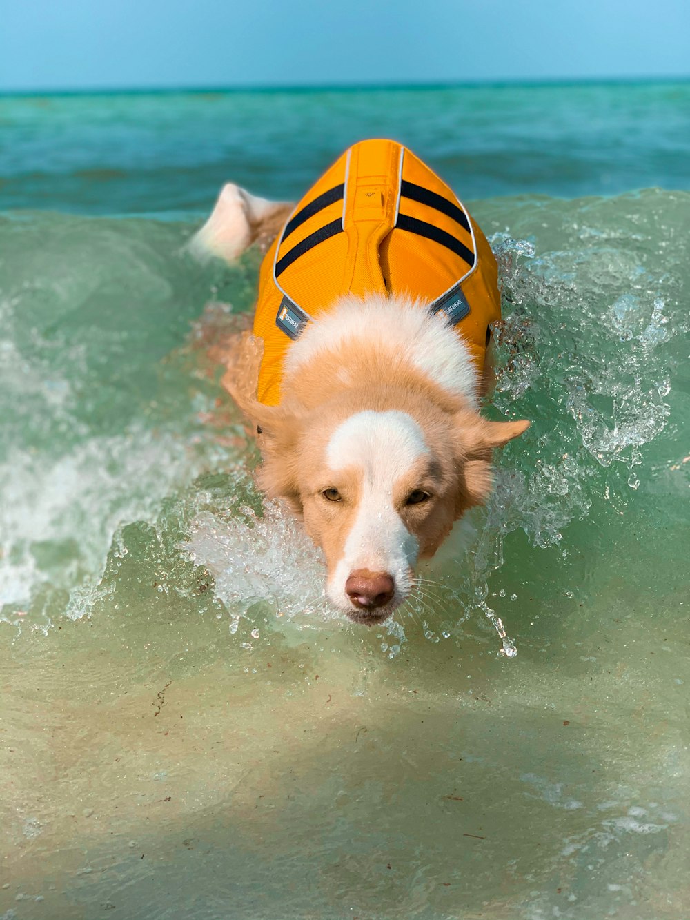 white and brown short coated dog in yellow and orange life vest on water during daytime
