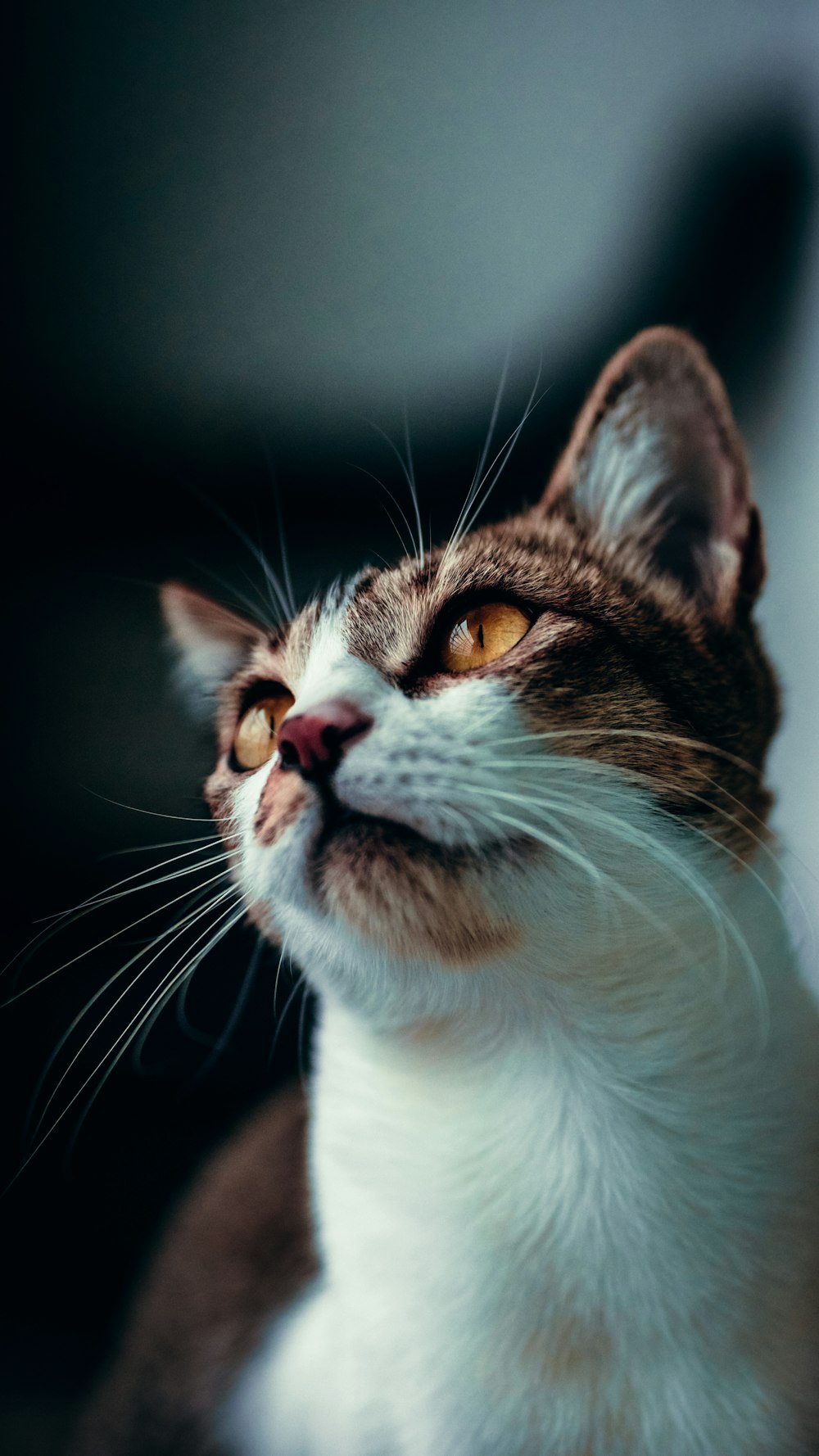 white and brown cat in black background