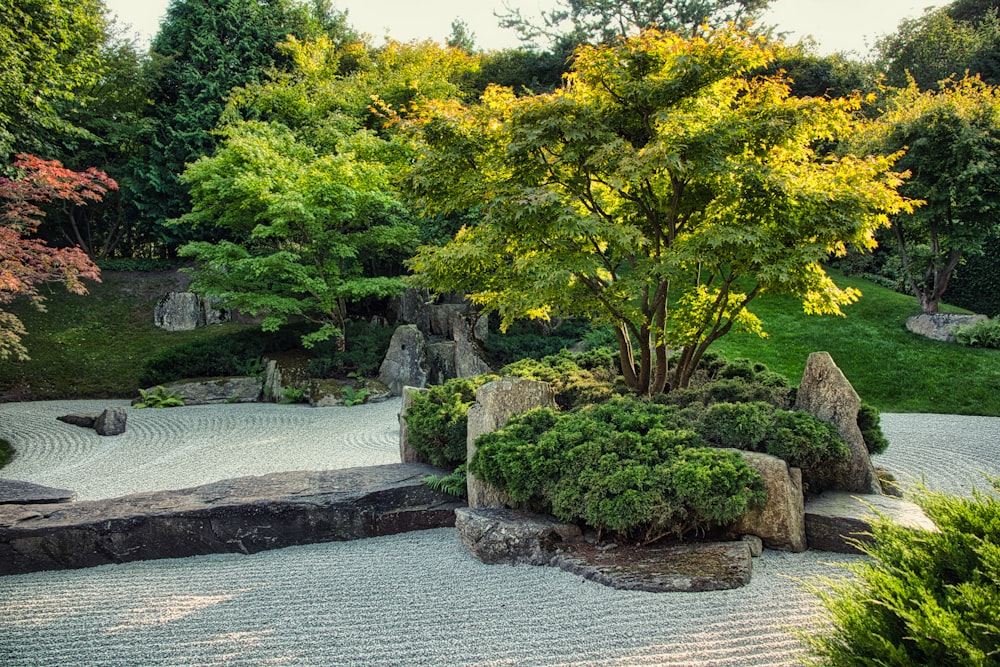 green trees near river during daytime