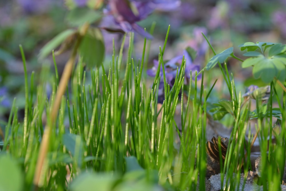 purple flowers and green grass