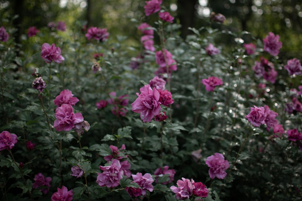 pink flowers with green leaves