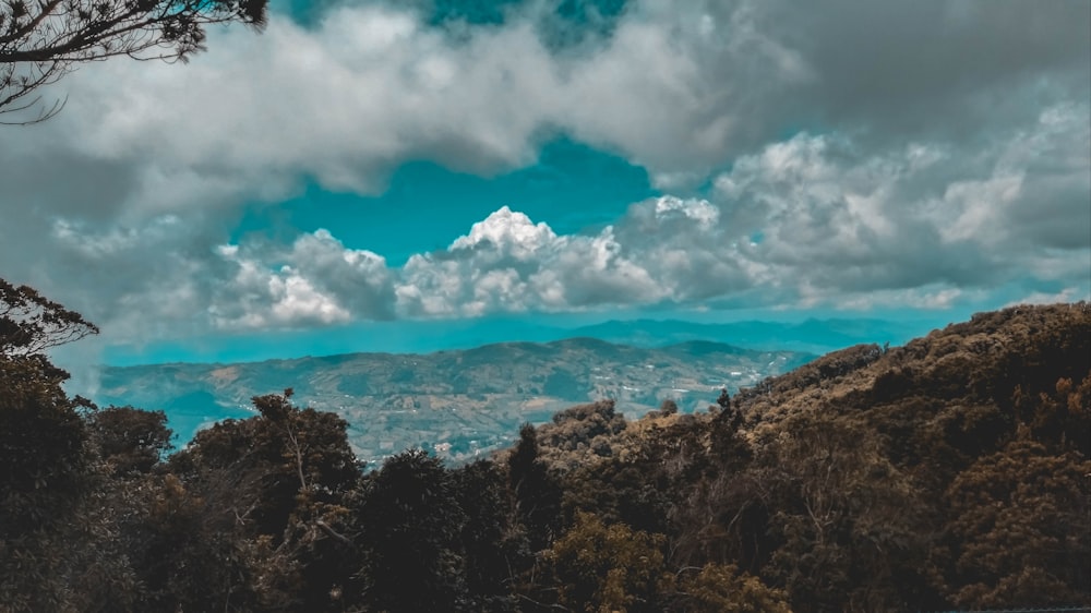 green trees near blue sea under blue sky and white clouds during daytime