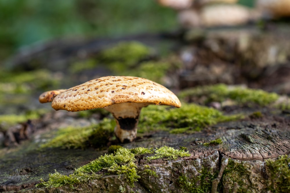 brown mushroom on green moss