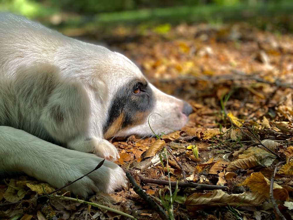 white and brown short coated dog lying on brown dried leaves