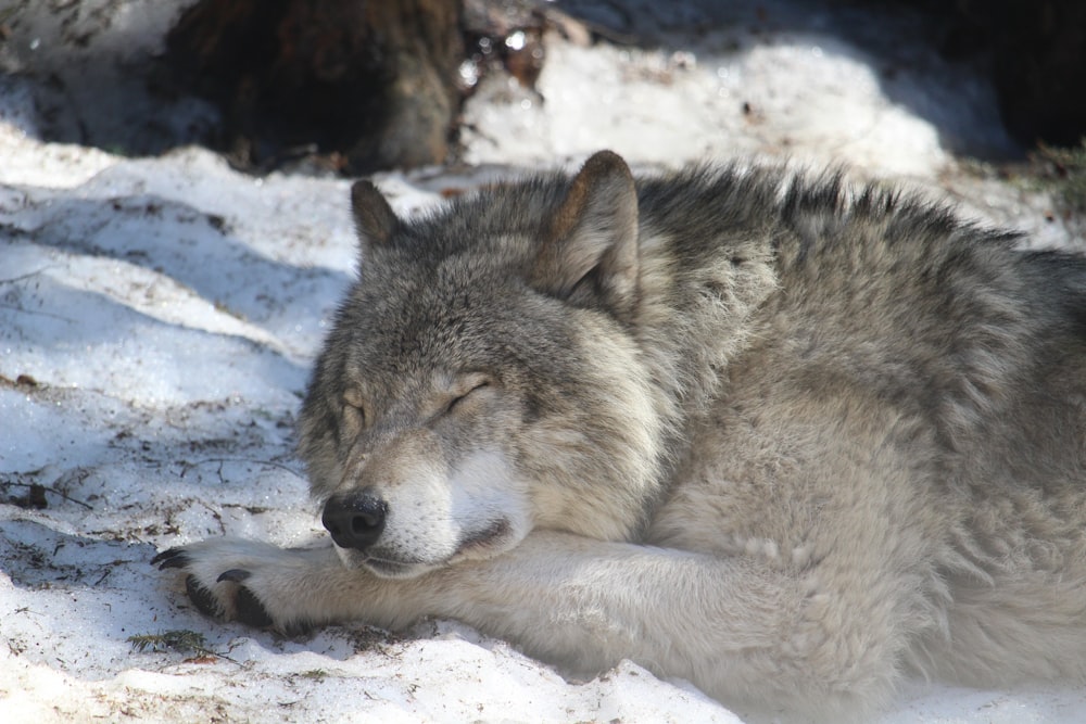 brown and black wolf on snow covered ground during daytime