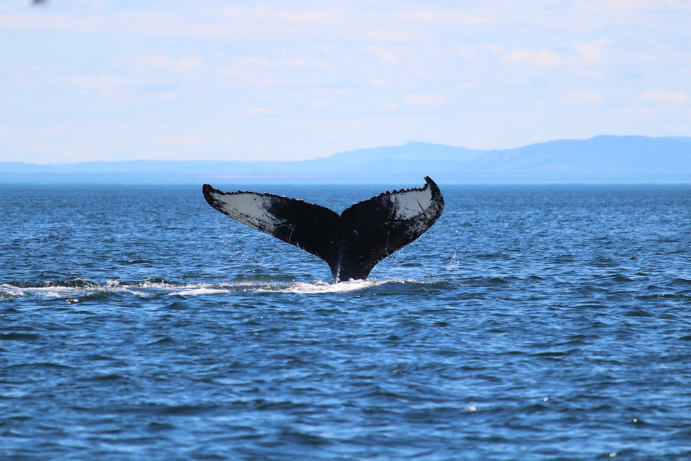 whale jumping over the sea during daytime