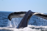 A close-up of a humpback whale's tail fluke as it dives.