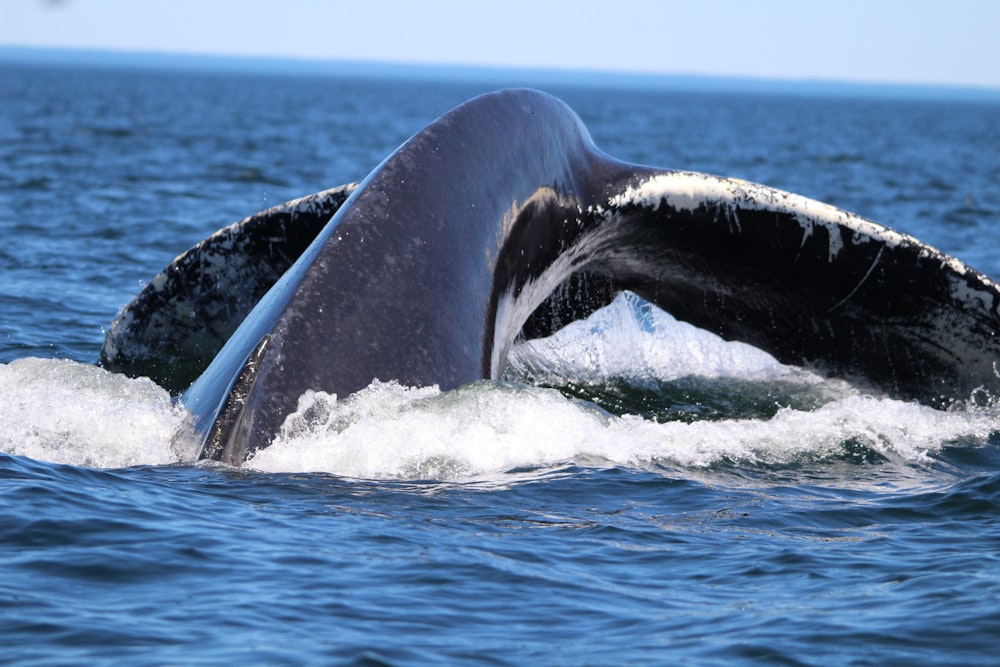 whale tail in the middle of ocean