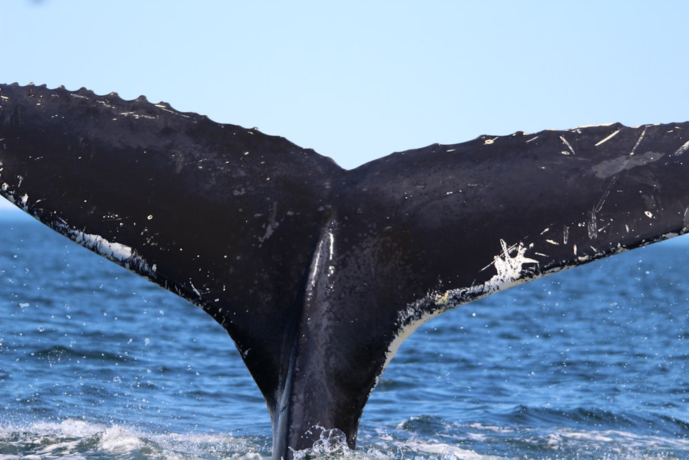 black whale tail on water during daytime