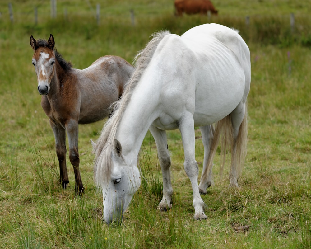 white horse on green grass field during daytime