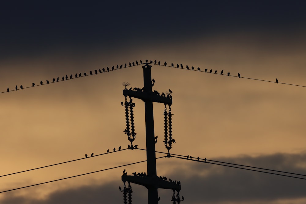 Silhouette von Vögeln auf elektrischem Draht während des Tages