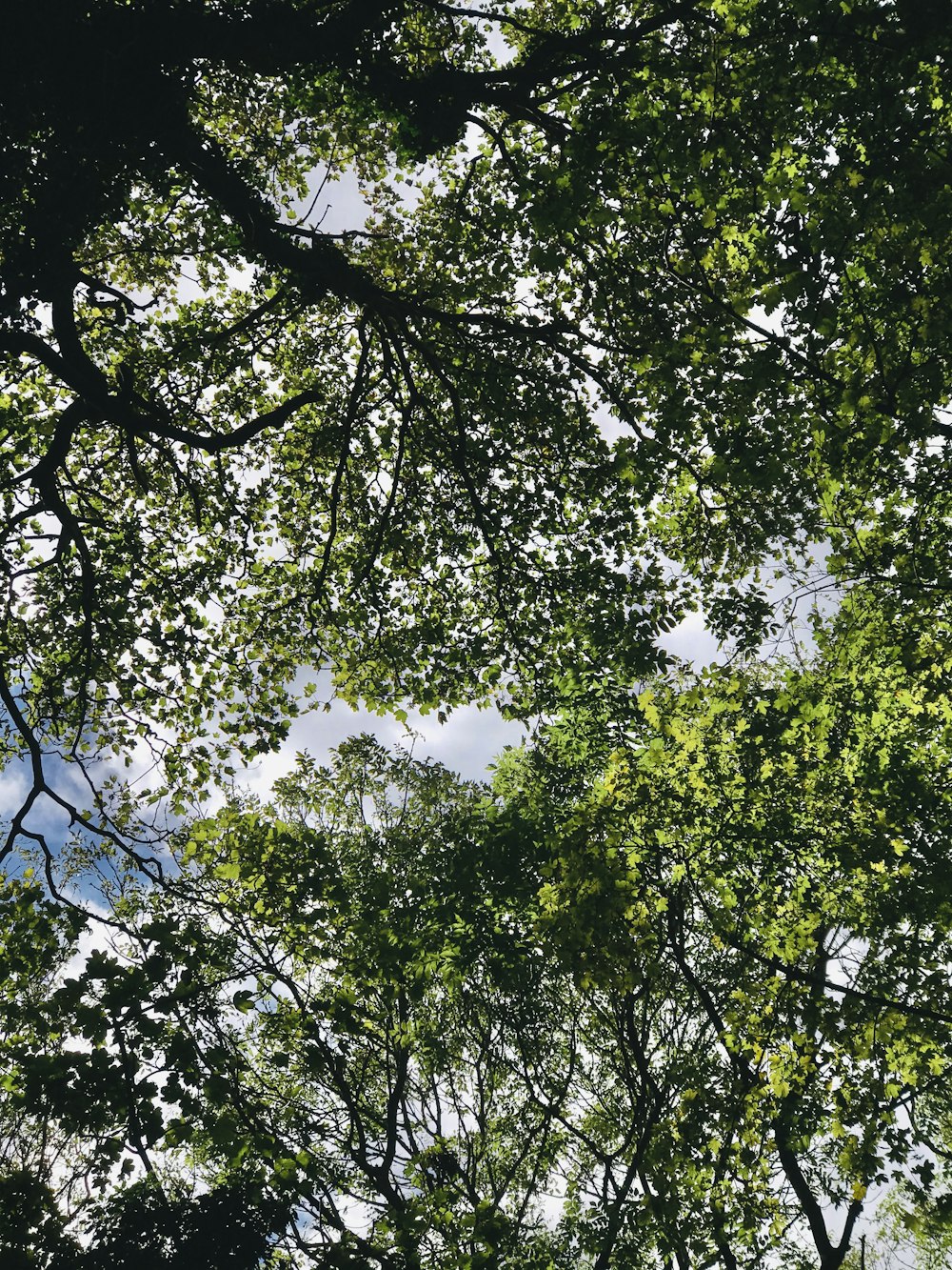 green leaf tree during daytime