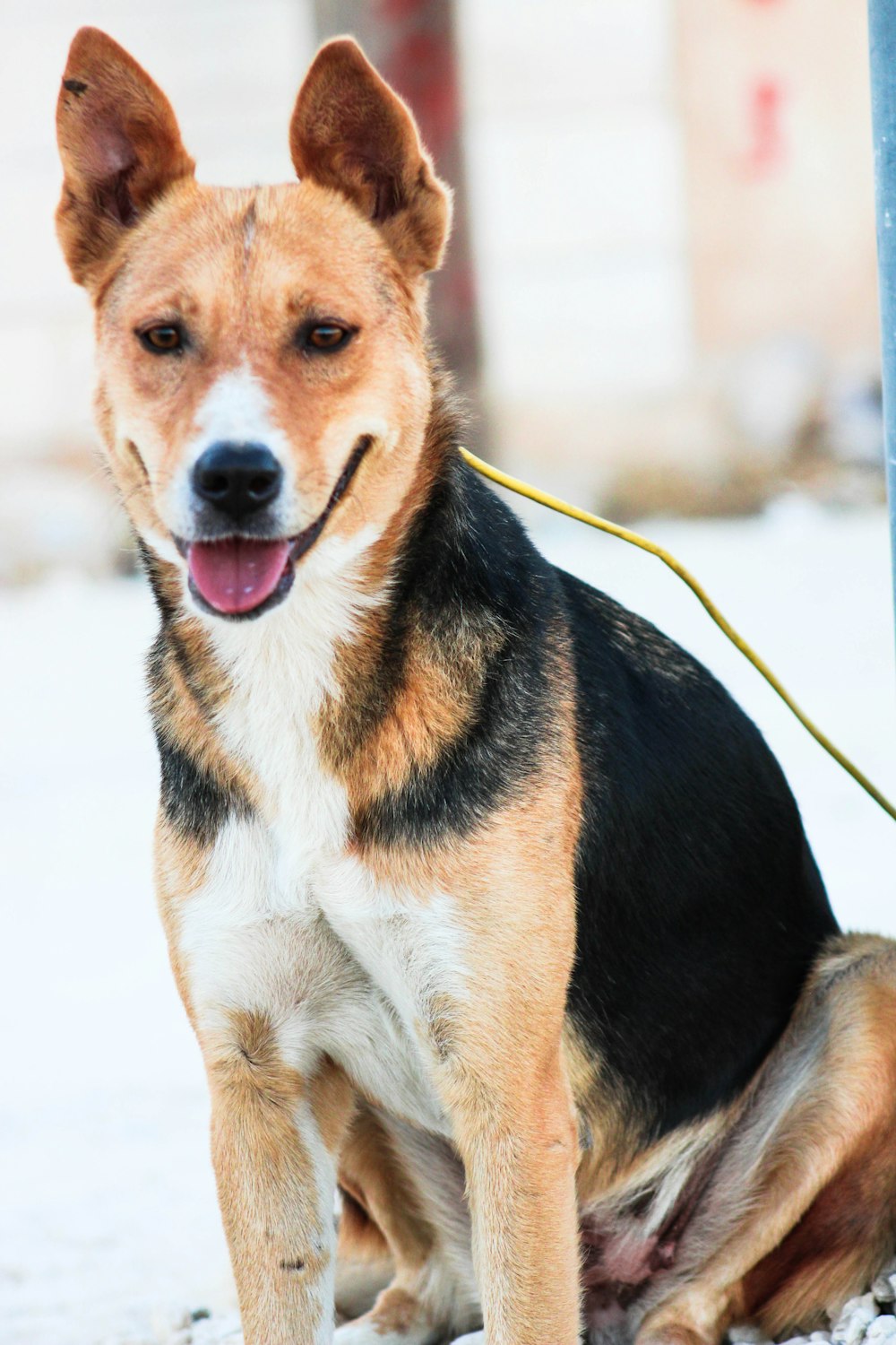 brown black and white short coated dog on snow covered ground during daytime