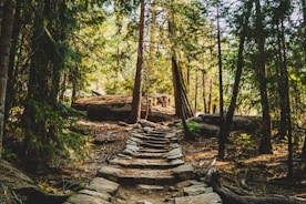 brown wooden bridge in the woods
