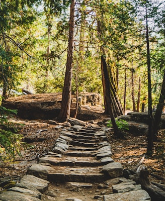 brown wooden bridge in the woods