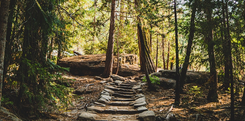 brown wooden bridge in the woods