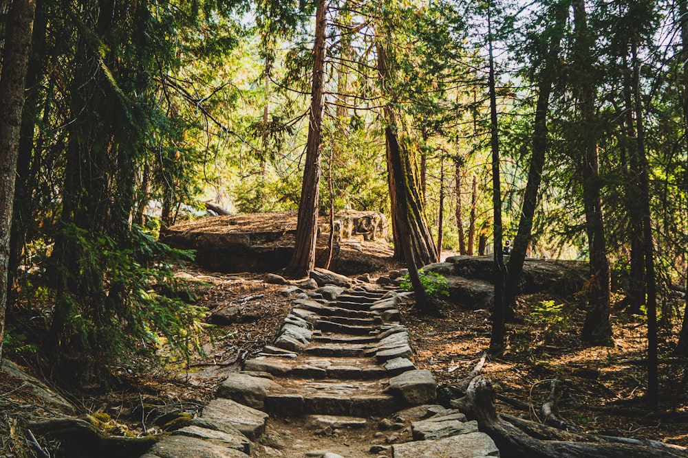 brown wooden bridge in the woods