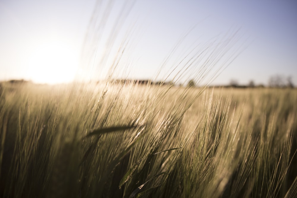 green grass field during daytime