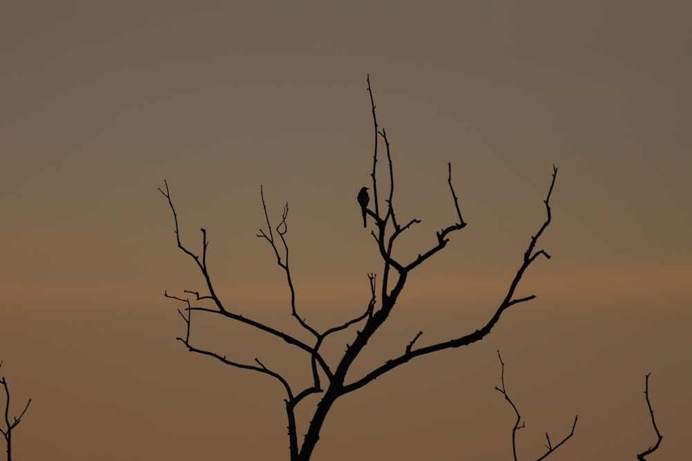 Blattloser Baum unter grauem Himmel