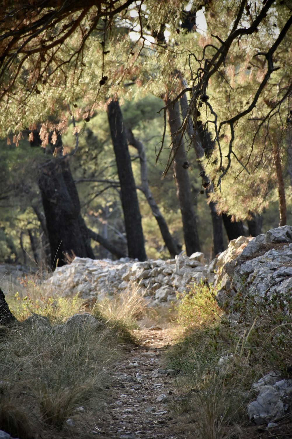 arbres bruns et verts pendant la journée