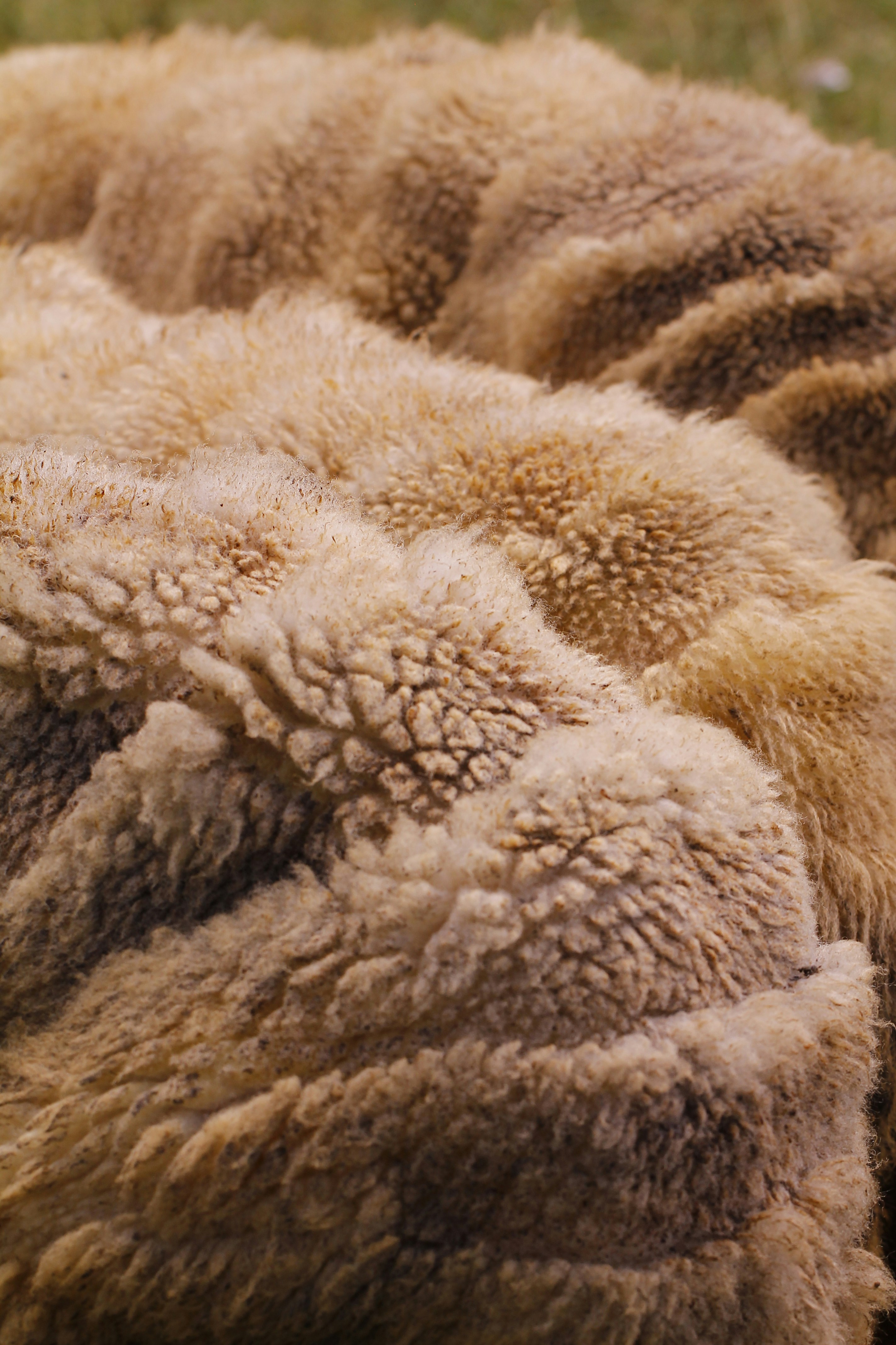 Wool Carpets – Natural Comfort and Durability