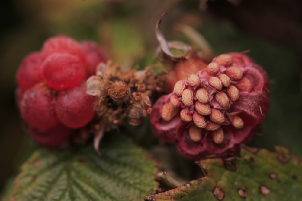 red round fruits in close up photography