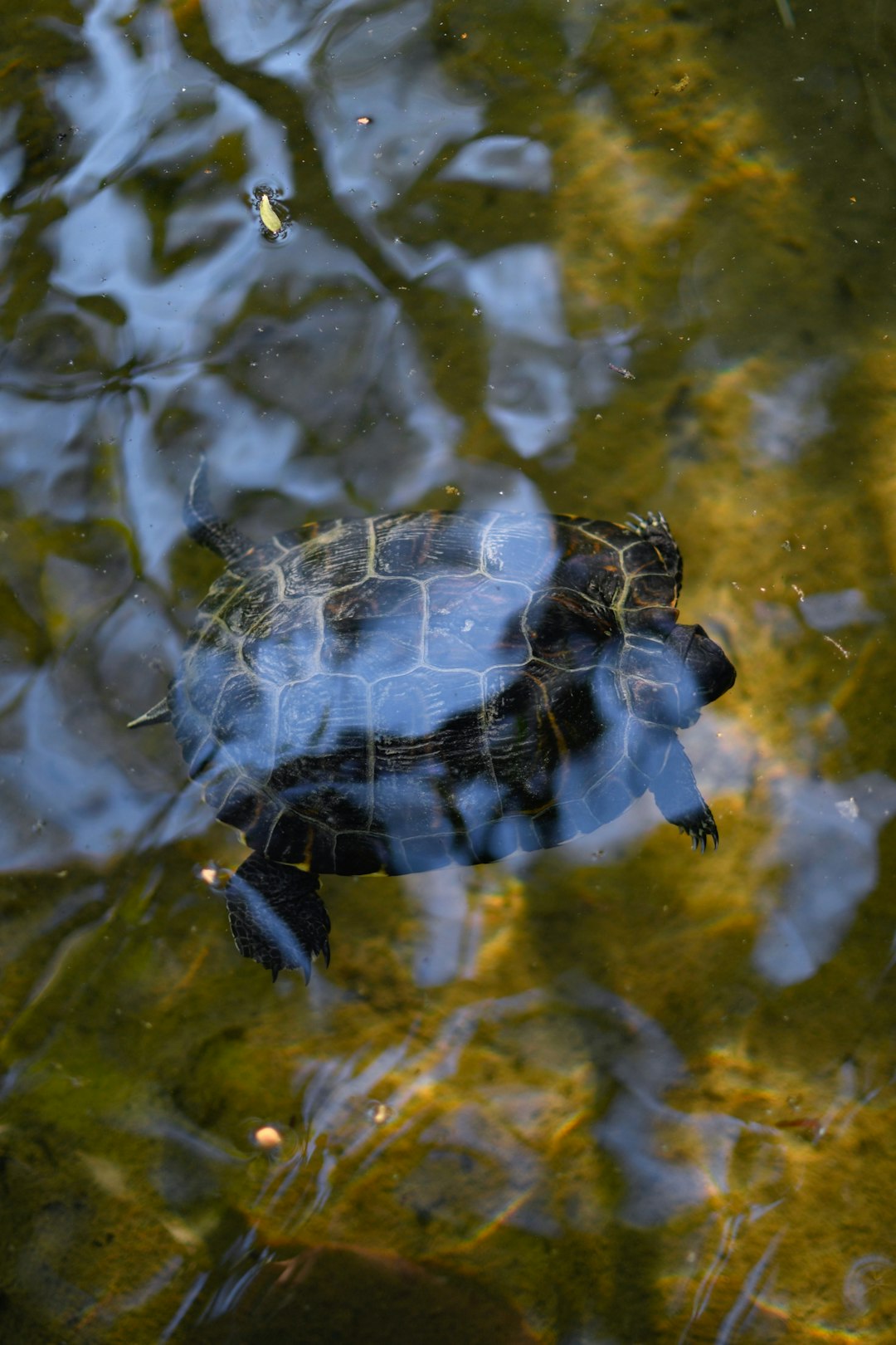 black and yellow turtle on water