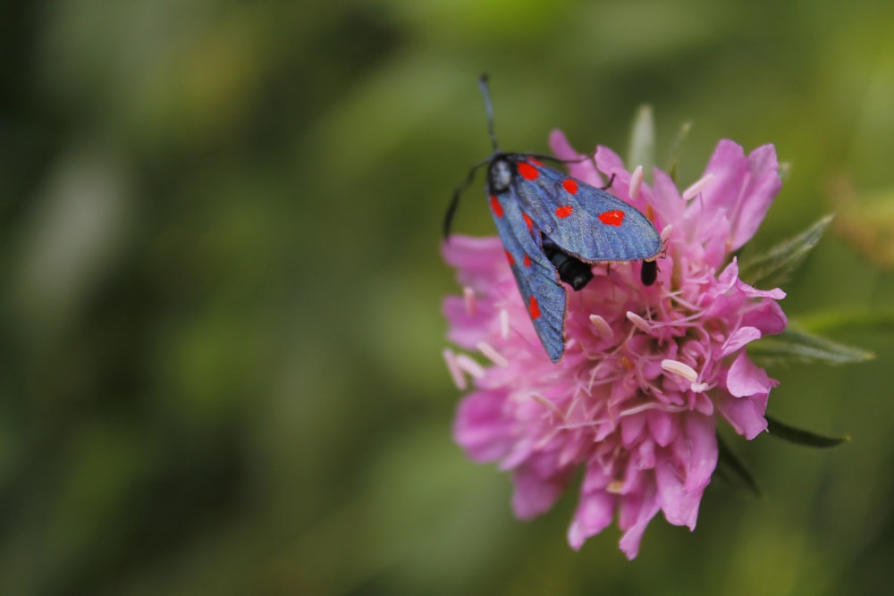 blue and black butterfly perched on pink flower in close up photography during daytime