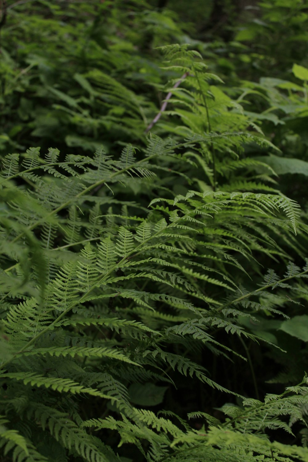 green fern plant during daytime