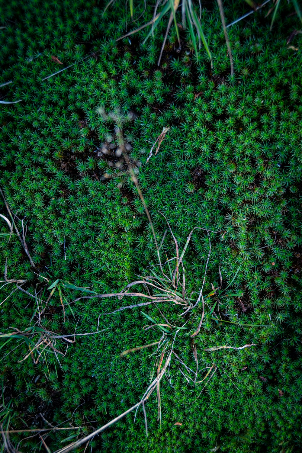 green grass field during daytime