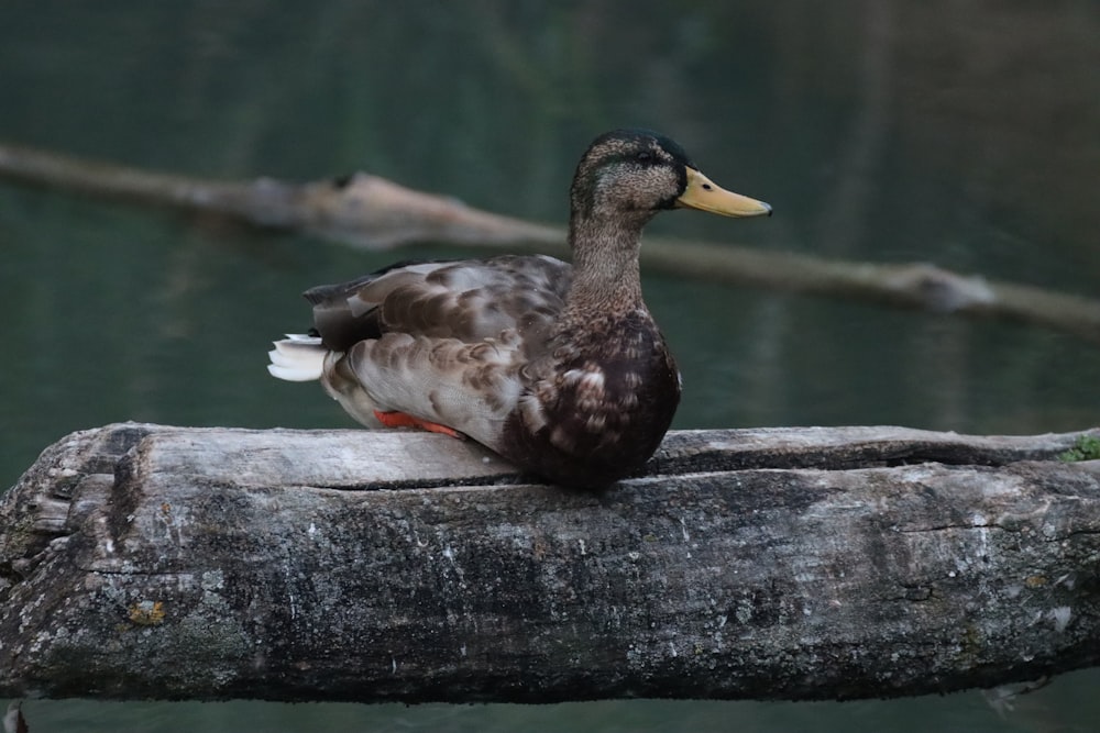 Braune Ente auf braunem Holzstamm