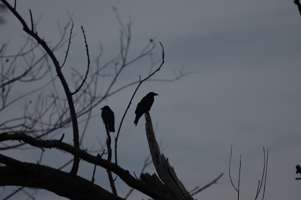 silhueta do pássaro na árvore nua durante o dia