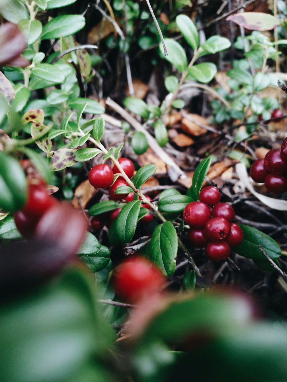 red round fruits on green leaves