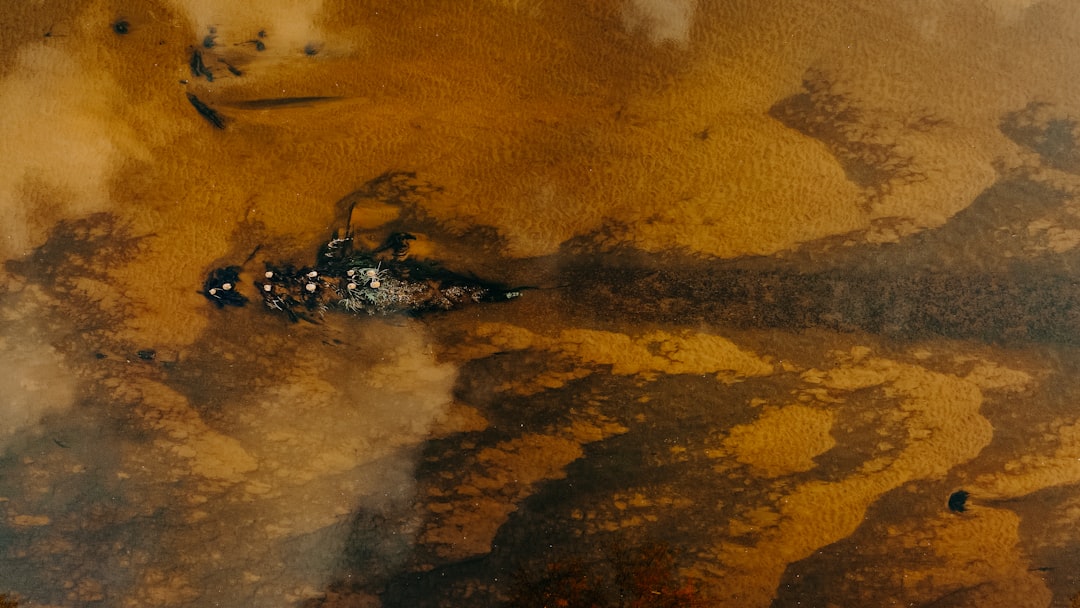 black and brown duck on water