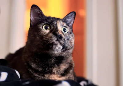 A close-up of a cat with neurological condition, eyes bright and curious.