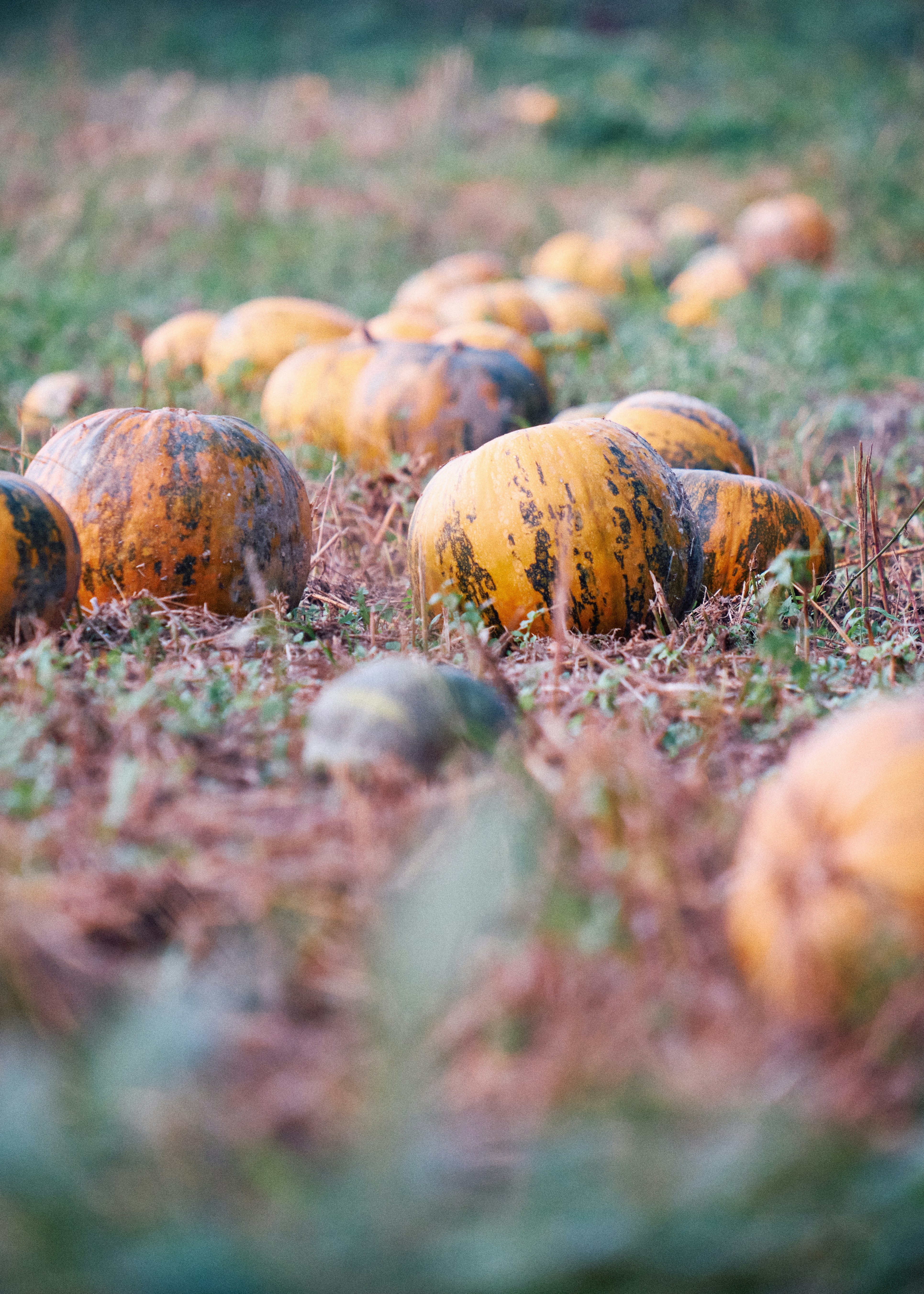 Photo by kristjankotar