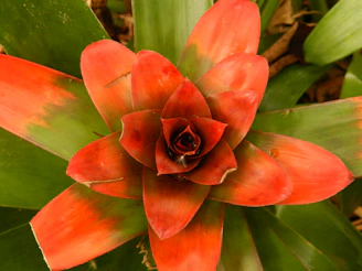 A colorful bromeliad plant with red and orange leaves arranged in a rosette.