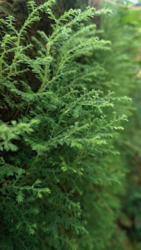 Lush green foliage with intricate, delicate leaves growing densely. The greenery appears vibrant, with a textured variety in the leaf patterns, suggesting a healthy, thriving plant.