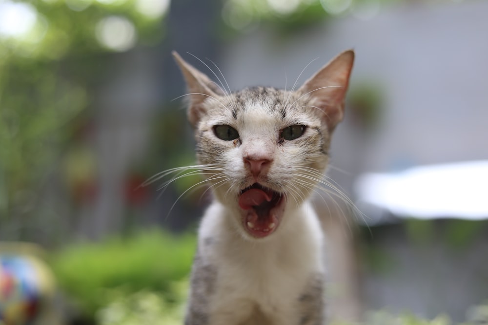 white and gray cat on green grass during daytime