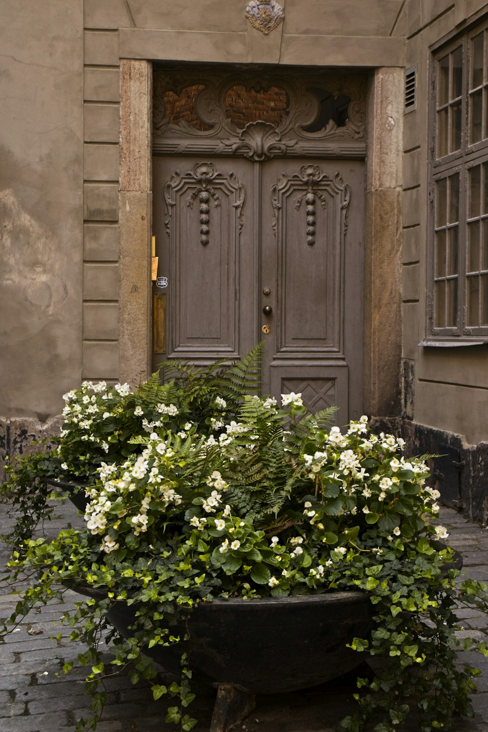 green plant beside brown wooden door