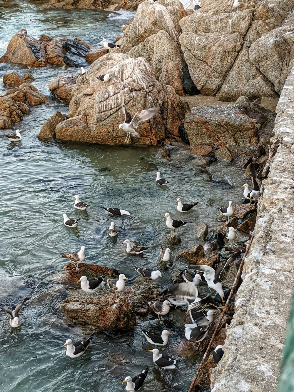 flock of geese on water during daytime