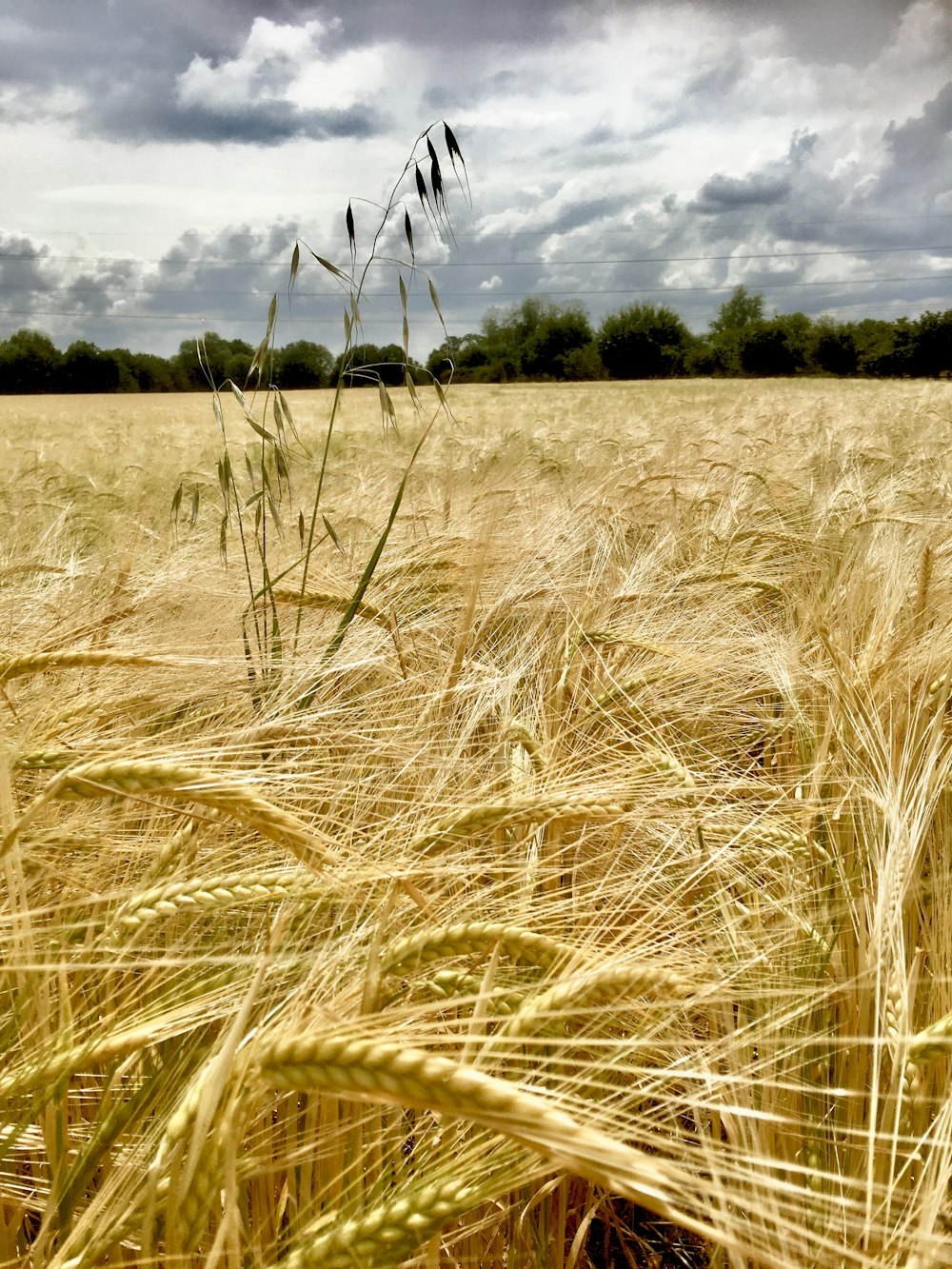 wheat field under cloudy sky during daytime