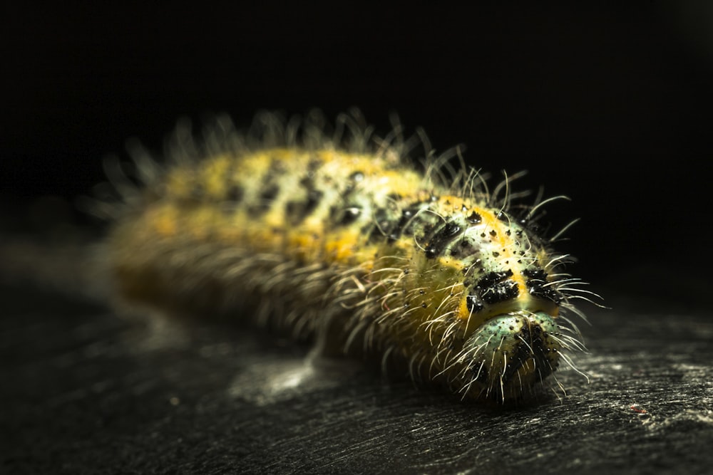 yellow and black caterpillar on black surface