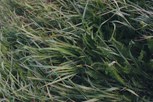 green grass with white flowers